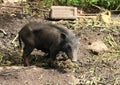 Domesticated boar