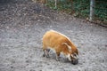 Domesticated brush-eared pig in an outdoor setting, looking alert and happy