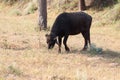 A domesticated buffalo grazing dry grass in the field