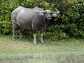 Buffalo, Water Bubalus bubalis