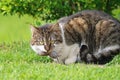 Domesticated cat cought mouse sitting on the green lawn