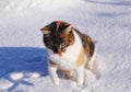 Domesticated cat playing and runs in snow in winter times. Beaming cat face with open mouth. Tongue out. Felis catus domesticus