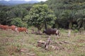 Domesticated cattle ox cow bull banteng sapi bos javanicus eating grass on field, organic beef farm