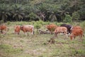 Domesticated cattle ox cow bull banteng sapi bos javanicus eating grass on field, organic beef farm