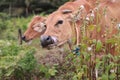 Domesticated cattle ox cow bull banteng sapi bos javanicus eating grass on field, organic beef farm