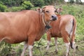 Domesticated cattle ox cow bull banteng sapi bos javanicus eating grass on field, organic beef farm