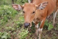 Domesticated cattle ox cow bull banteng sapi bos javanicus eating grass on field, organic beef farm