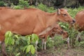 Domesticated cattle ox cow bull banteng sapi bos javanicus eating grass on field, organic beef farm