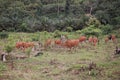 Domesticated cattle ox cow bull banteng sapi bos javanicus eating grass on field, organic beef farm