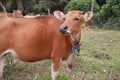 Domesticated cattle ox cow bull banteng sapi bos javanicus eating grass on field, organic beef farm