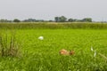 a domesticated cow grazing in the green field with tall grass in india Royalty Free Stock Photo