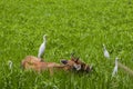 a domesticated cow grazing in the green field with tall grass in india. great white egrets or white heron roaming nearby Royalty Free Stock Photo