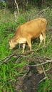 A domesticated cow in Sri Lanka Royalty Free Stock Photo