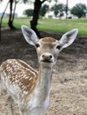 Close-Up of a Young Spotted Deer in a Forest Clearing Royalty Free Stock Photo