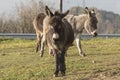 Domesticated donkey or ass, outdoors