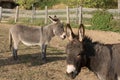 Domesticated donkey or ass, outdoors