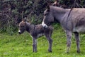 Domesticated donkey or ass, outdoors