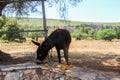 Domesticated donkey eating orange fruits