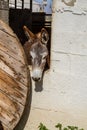 Domesticated donkey standing in the corral