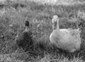 Domesticated Ducks Royalty Free Stock Photo