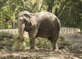 A domesticated elephant eats in a Thai park