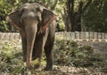 A domesticated elephant eats in a Thai park on a sunny day