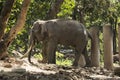 A domesticated elephant eats in a Thai park on a sunny day