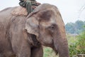 Domesticated elephant in Nepal