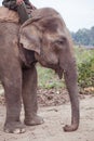 Domesticated elephant in Nepal