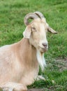 Domesticated Goat