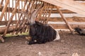 Domesticated goats at a farm mini zoo.