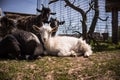 Domesticated goats at a farm mini zoo.