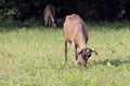 Domesticated goats feeding on the pasture in Torre de` Roveri Italy