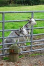 Domesticated goats looking through metal gate Royalty Free Stock Photo