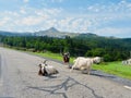 Domesticated goats rest on the roadway against colorful panoramic landscape of the French Pyrenees mountain edge