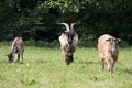 Domesticated goats wandering around the pasture in Torre de` Roveri Italy