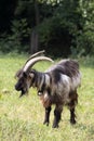 Domesticated goats wandering around the pasture in Torre de` Roveri Italy