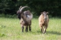 Domesticated goats wandering around the pasture in Torre de` Roveri Italy