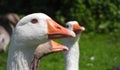 Domesticated goose closeup head