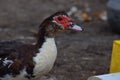 Domesticated goose head closeup view with blue and yellow blurred background