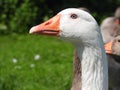 Domesticated goose closeup head 2