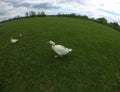 Domesticated goose running on the meadow