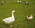 Domesticated goose standing on a meadow with other farm birds