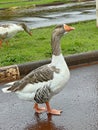 domesticated goose water bird with beautiful plumage Royalty Free Stock Photo