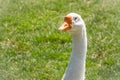 Domesticated grey goose, greylag goose or white goose portrait