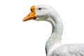 Domesticated grey goose, greylag goose or white goose portrait, isolated on white background