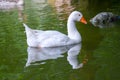 Domesticated grey goose, greylag goose or white goose swims in a lake with green water