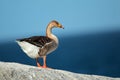 Domesticated greylag goose