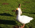 Domesticated greylag goose with a wild greylag goose