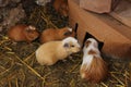 Domesticated Guinea Pigs in Pisac Royalty Free Stock Photo